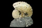 Discoscaphites Gulosus Ammonite - South Dakota #155432-2